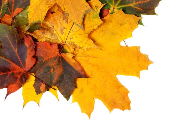 Podzimní Vícebarevné Javorové Listy Izolované Bílém Pozadí — Stock fotografie