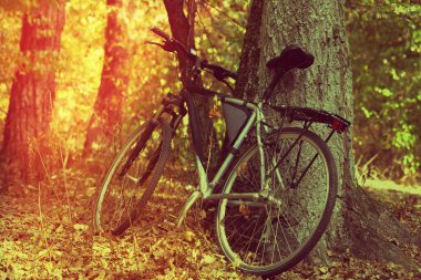 Sonbahar ormanında bisiklet. Güneşli bir günde meşe ağacının yanında. Tonlanmış manzara.