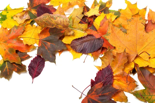 Осенний Многоцветный Клен Оставляет Фон Вид Сверху — стоковое фото