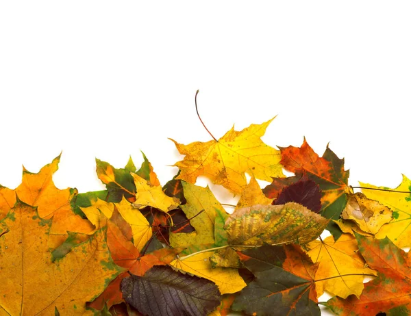 Herbst Getrocknete Mehrfarbige Blätter Isoliert Auf Weißem Hintergrund Mit Kopierraum — Stockfoto