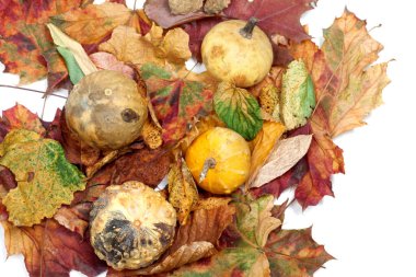 Four small decorative pumpkins on autumn multicolor leafs. View from above.