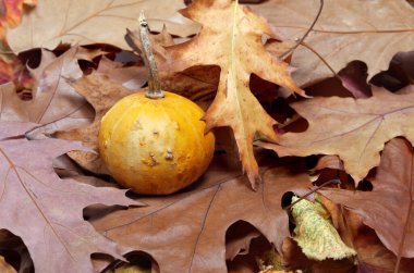 Small decorative pumpkin on autumn dry oak leaves 