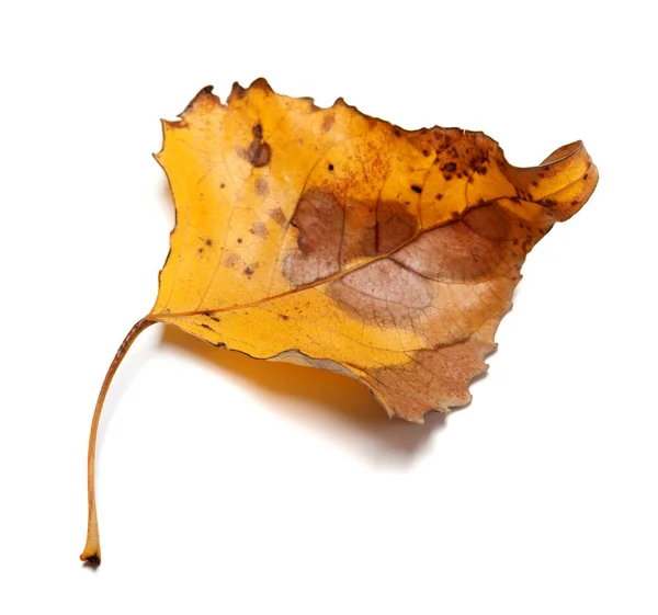 白い背景に孤立した秋の黄色の葉 クローズアップビュー — ストック写真