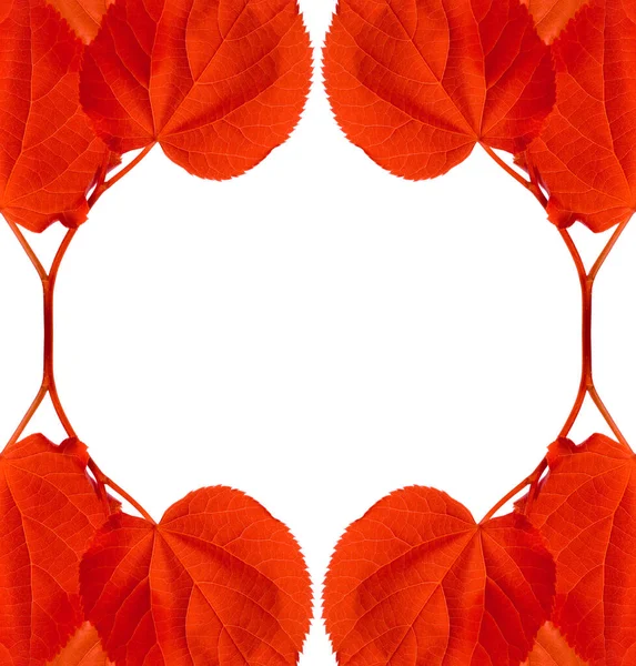 Frame Red Autumn Leaves Isolated White Background Copy Space — Stock Photo, Image