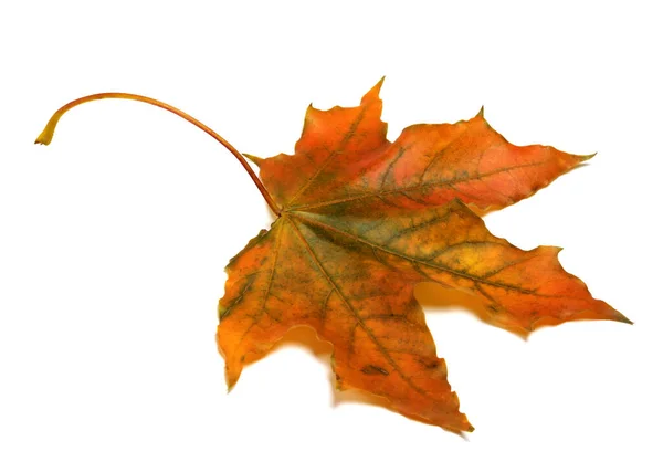 Feuille Érable Automne Isolée Sur Fond Blanc — Photo