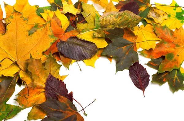 Outono Seco Multicolor Bordo Folhas Fundo Vista Cima — Fotografia de Stock