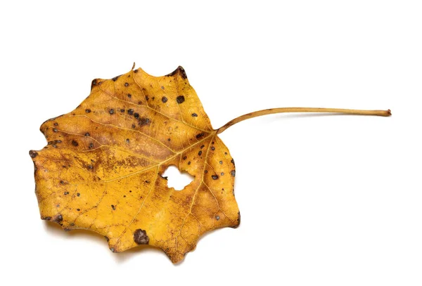 Feuille Peuplier Faux Tremble Populus Tremula Sèche Automne Isolé Sur — Photo