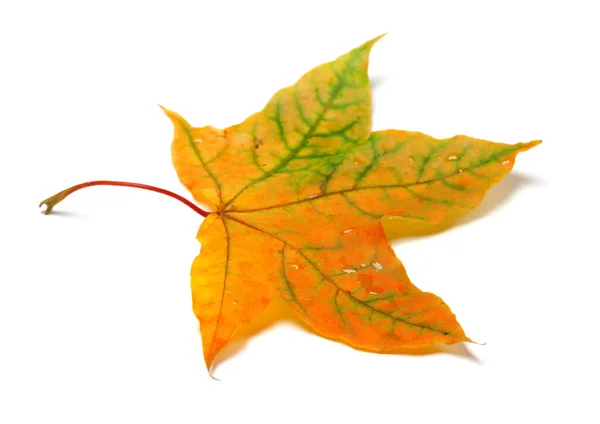 Autumnal Multicolor Maple Leafs Water Drops Isolated White Background Selective — Stockfoto