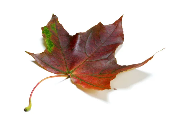 Multicolor Autumn Maple Leaf Isolated White Background Close View Selective — Stok fotoğraf
