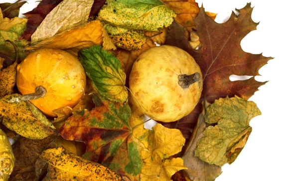 Two Small Decorative Pumpkins Autumn Dry Multicolor Leafs View — Stockfoto