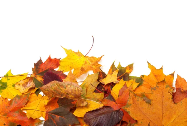 Осенние Разноцветные Листья Изолированы Белом Фоне Копировальным Пространством — стоковое фото