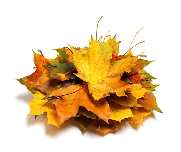 Pile Dry Autumn Maple Leaves Isolated White Background — Stock Photo, Image