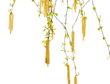 Genç yeşil yapraklar ve kedi derileri ile huş dalları. Beyaz arkaplanda izole.