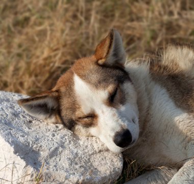 Evsiz köpek yastık için taşın üzerinde uyur. Yakın çekim görünümü