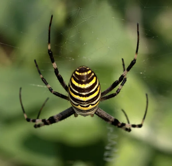 Spider Spiderweb Argiope Bruennichi Wasp Spider — Stock Photo, Image