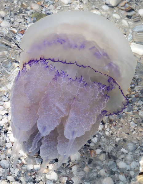 炎炎夏日海上的水母 根状体 — 图库照片