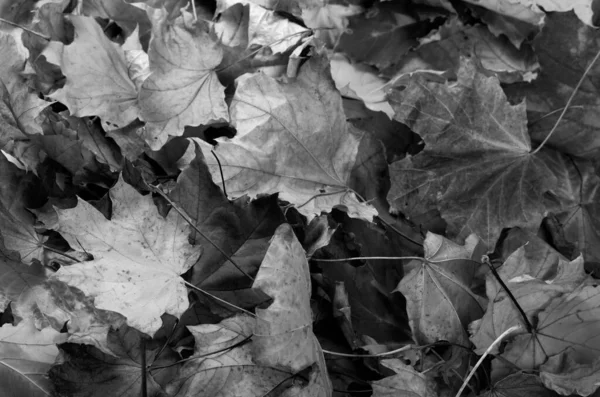 Чорно Біла Осінь Сухе Кленове Листя Природний Фон — стокове фото