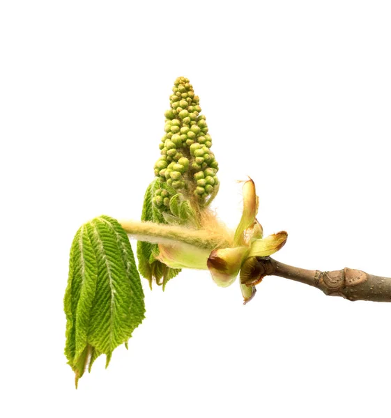 Tavaszi Gesztenyefa Gallyak Aesculus Hippocastanum Fiatal Zöld Levelekkel Virággal Fehér — Stock Fotó