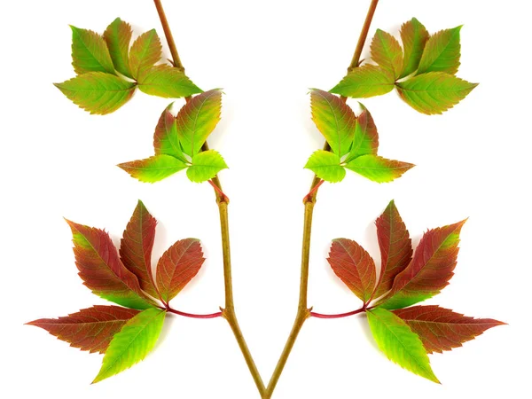 Composition Multicolor Twigs Grapes Leave Parthenocissus Quinquefolia Foliage Isolated White — Stock Photo, Image