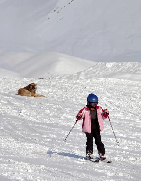 冬日阳光灿烂的时候 滑雪场上的小滑雪者和小狗 高加索山脉 格鲁吉亚 Gudauri地区 — 图库照片