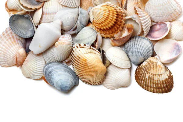 Seashells Isolado Fundo Branco Com Espaço Cópia — Fotografia de Stock