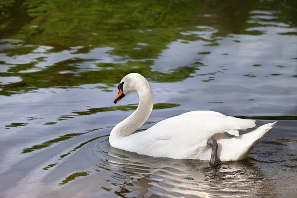 Doofstomme Zwaan Wateroppervlak Zon Zomerdag — Stockfoto