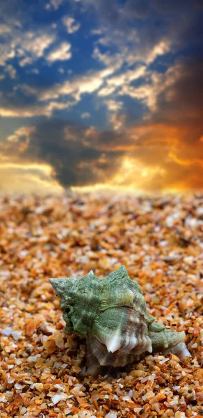 Seashell Piasku Zachodzie Słońca Niebo Tle — Zdjęcie stockowe