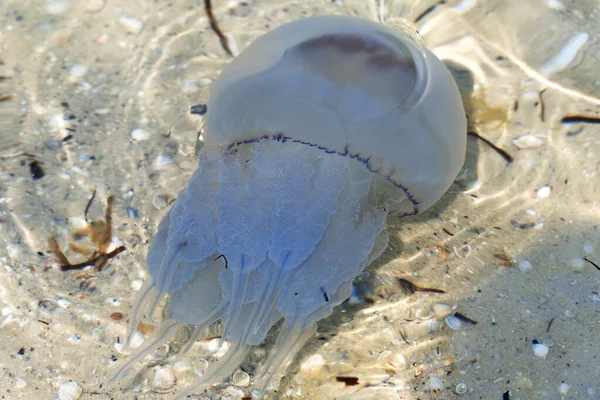 Медузы Rhizostomae Купаются Море Солнечный Летний День — стоковое фото