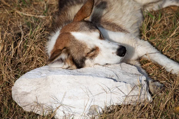 Homeless Dog Sleeps Stone Pillow Sun Summer Day — Stock Photo, Image