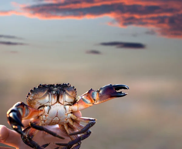 Fångade Krabba Handen Och Solnedgång Himmel Med Moln Bakgrunden — Stockfoto