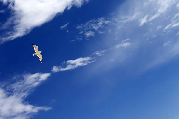 Zeemeeuw Zweven Blauwe Lucht Met Zonlicht Wolken Zonnige Zomerdag — Stockfoto