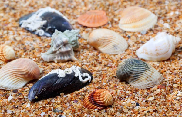 Seashells Piasku Słoneczny Dzień Skupienie Selektywne — Zdjęcie stockowe