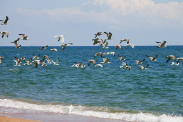 Vista Borrosa Del Rebaño Gaviotas Volando Sobre Mar Día Del —  Fotos de Stock