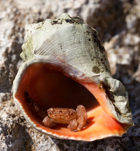 Caranguejo Eremita Pequeno Está Escondido Com Casca Rapana Dia Verão — Fotografia de Stock