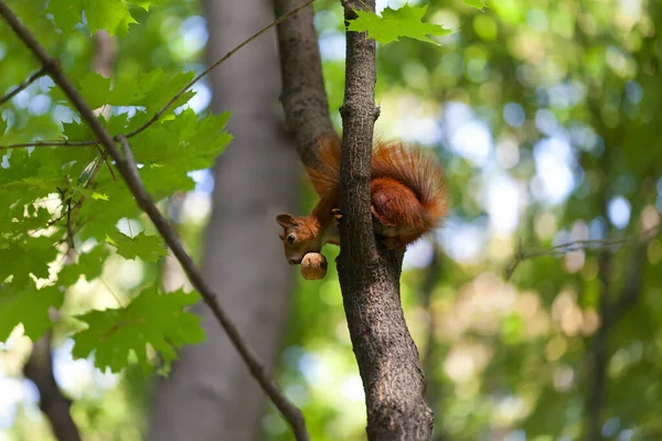 Red Squirrel Tree Walnut Mouth Looking — Stock Photo, Image