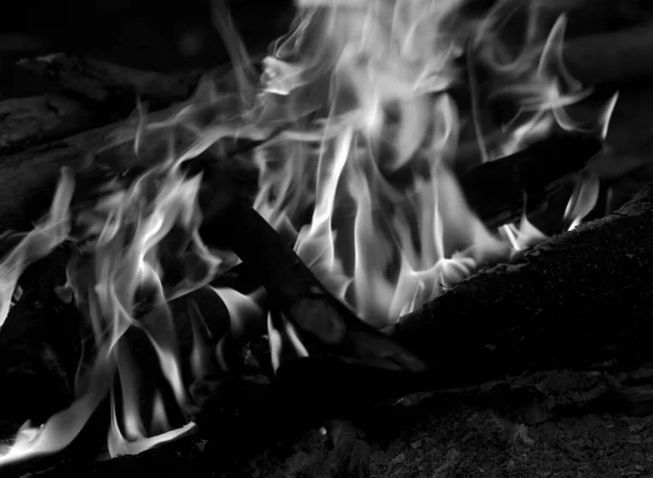 Black White View Campfire Forest Night — Stock Photo, Image