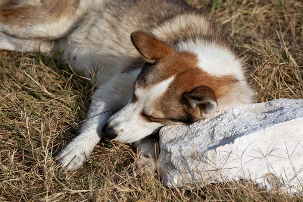 Cão Sem Teto Repousa Sobre Almofada Pedra Sol Dia Verão — Fotografia de Stock