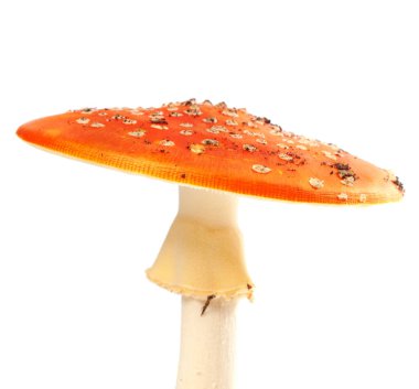 Sinek agariği (amanita muscaria) beyaz arka planda izole edilmiştir. Yakın çekim görünümü.