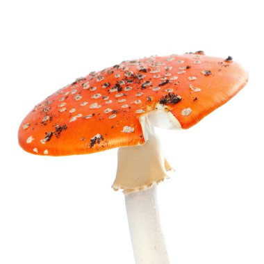 Toprak parçalarıyla birlikte kızıl sinek tarımsal mantarı. Beyaz arka planda izole edilmiş. Yakın çekim görünümü.