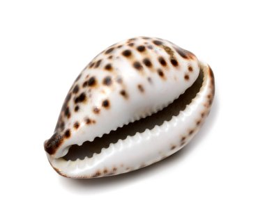Cypraea tigris kabuğu. Beyaz arkaplanda izole.
