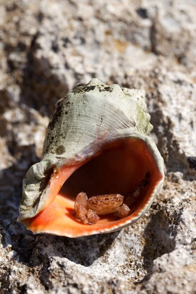 Caranguejo Eremita Pequeno Está Escondido Com Casca Rapana Dia Verão — Fotografia de Stock