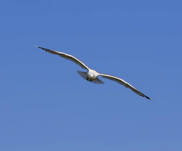 Gaivota Pairar Céu Azul Claro Dia Sol — Fotografia de Stock