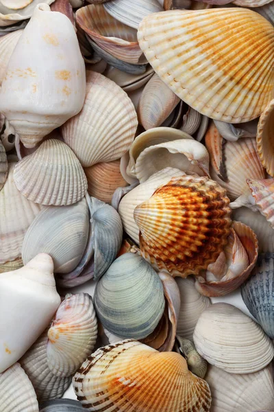 Variety of seashells at sun summer day