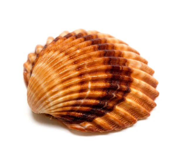 Seashell Isolated White Background Close View — Stock Photo, Image