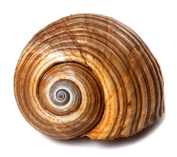 Seashell Very Large Sea Snail Tonna Galea Giant Tun Isolated — Stock Photo, Image