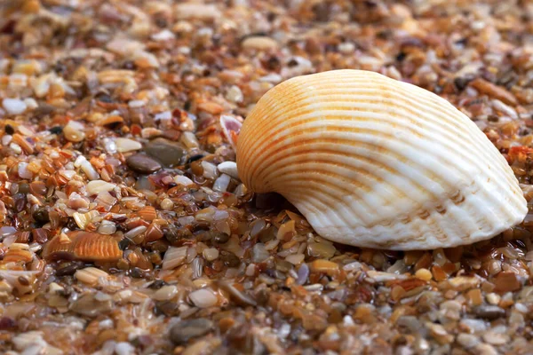 Seashell Υγρή Άμμο Στην Παραλία — Φωτογραφία Αρχείου
