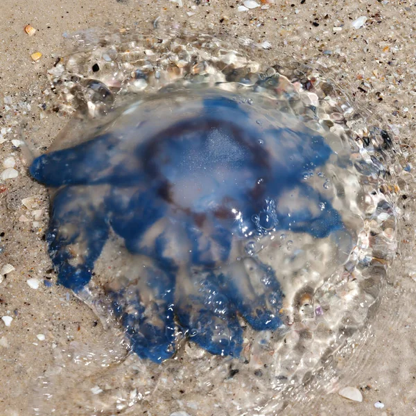Jellyfish Rhizostoma Water Sea Shore Sun Summer Day Close View — Stock Photo, Image