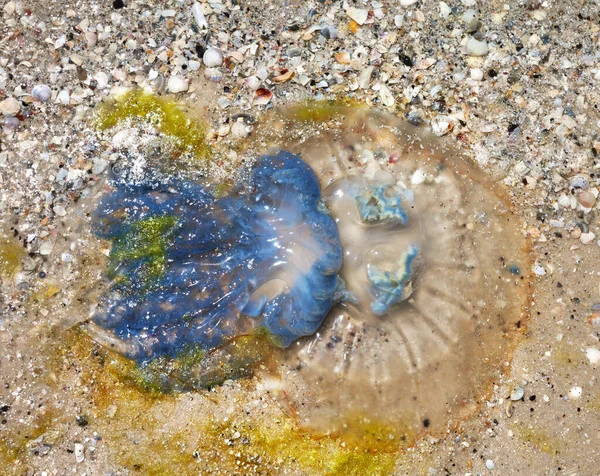 夏日的沙滩上 死了的水母 根瘤菌 — 图库照片
