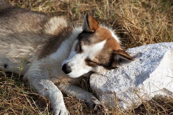 Homeless Dog Sleeping Stone Pillow Sun Summer Evening — Stock Photo, Image