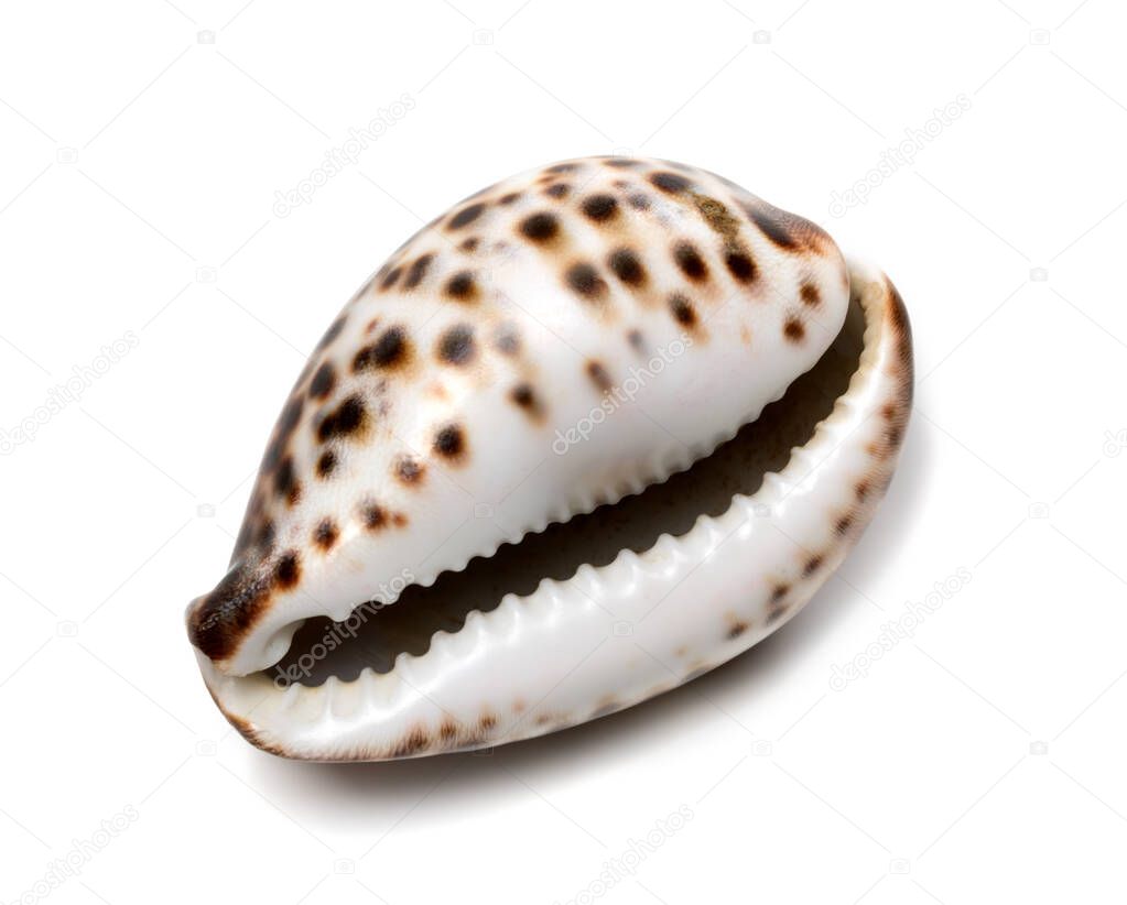 Shell of Cypraea tigris. Isolated on white background.